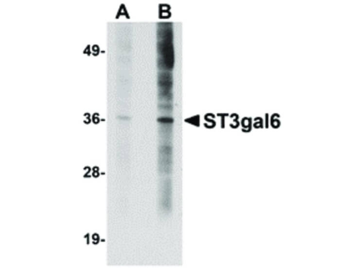 Western Blot of ST3gal6 Antibody