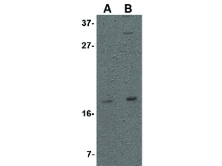 Western Blot of Stella Antibody