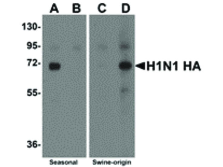 Western Blot of Swine H1N1 Hemagglutinin Antibody