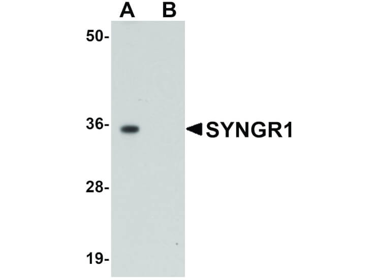 Western Blot of SYNGR1 Antibody