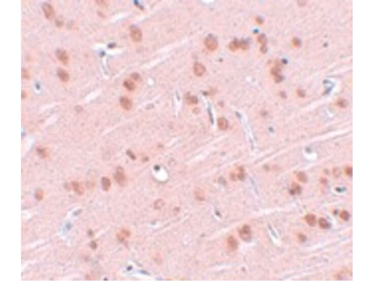 Immunohistochemistry of SYNGR1 Antibody