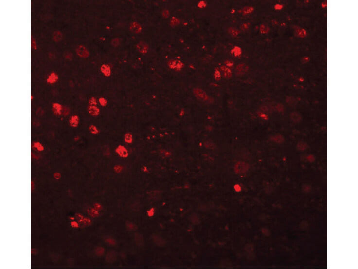 Immunofluorescence of SYNGR1 Antibody