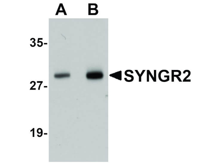 Western Blot of SYNGR2 Antibody