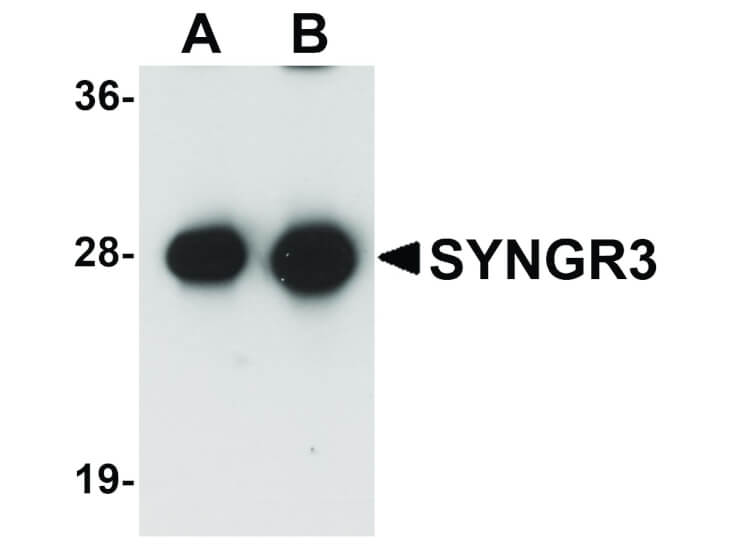 Western Blot of SYNGR3 Antibody