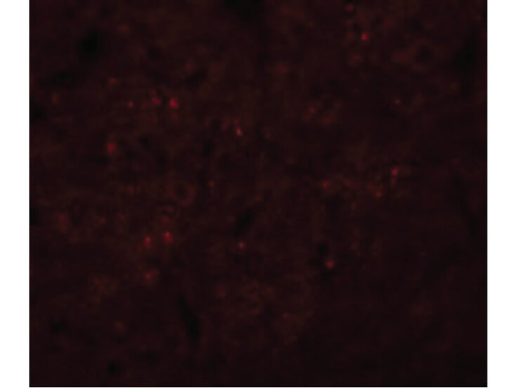 Immunofluorescence of SYNGR3 Antibody