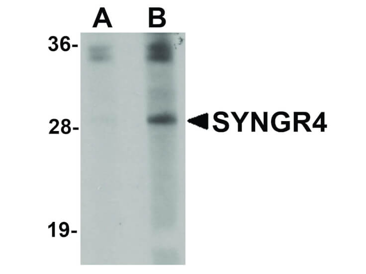 Western Blot of SYNGR4 Antibody