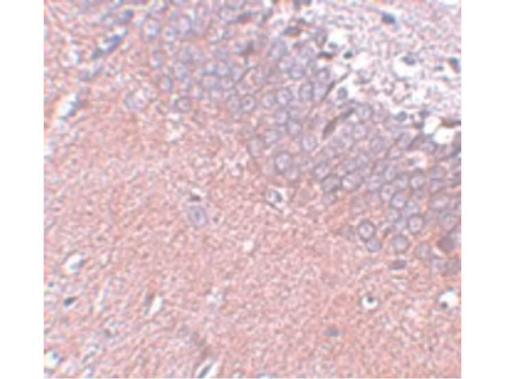 Immunohistochemistry of SYNGR4 Antibody