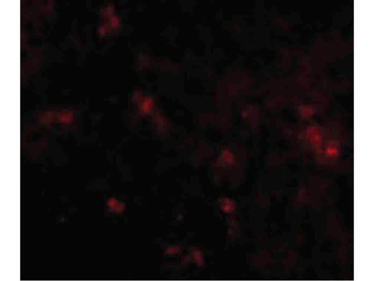 Immunofluorescence of SYPL2 Antibody