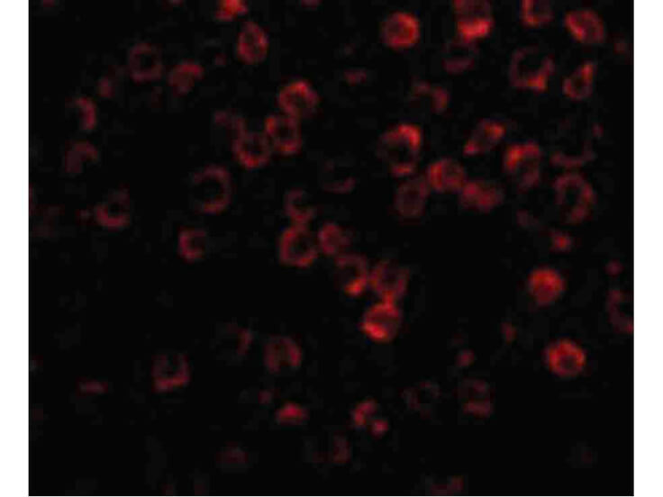 Immunofluorescence of TAB1 Antibody