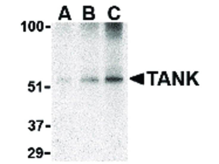 Western Blot of TANK Antibody