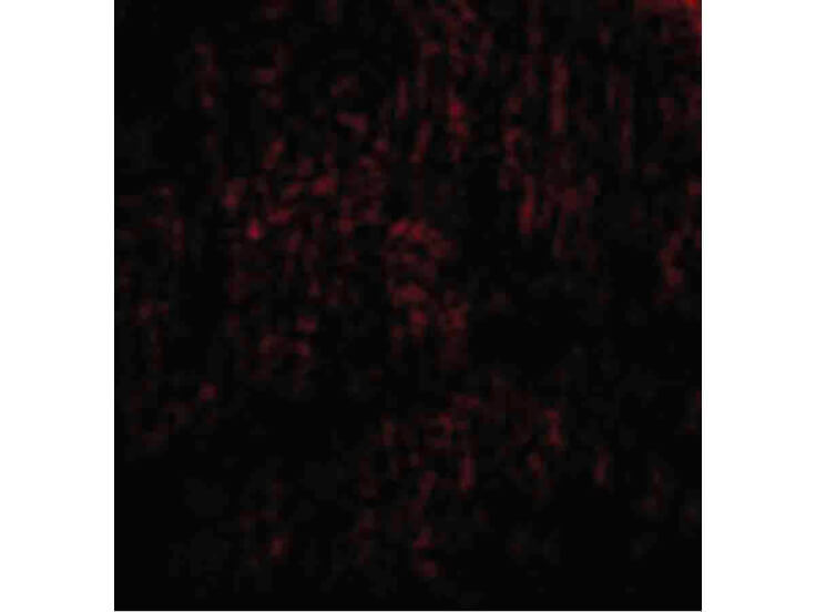 Immunofluorescence of TANK Antibody