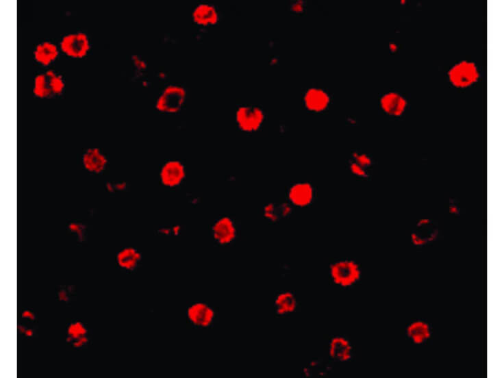 Immunofluorescence of T-cadherin Antibody