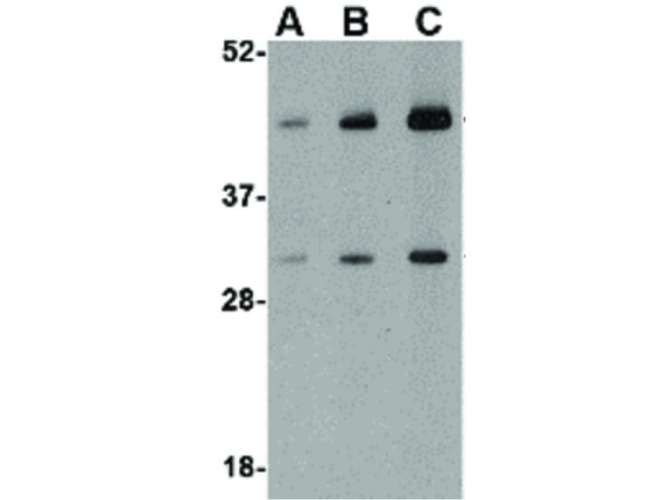 Western Blot of TDP43 Antibody