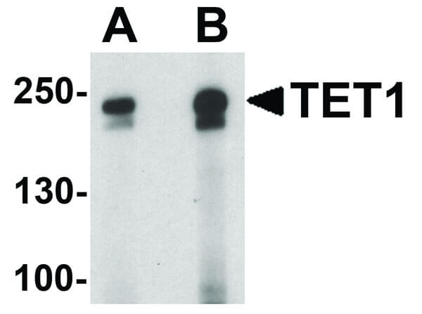 Western Blot of TET1 Antibody