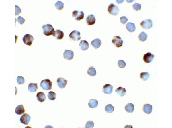 Immunocytochemistry of TFF3