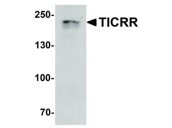 Western Blot of TICRR Antibody