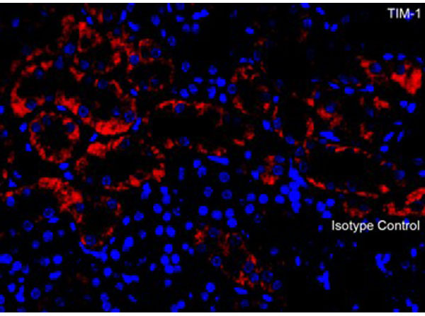 Immunofluorescence of TIM-1