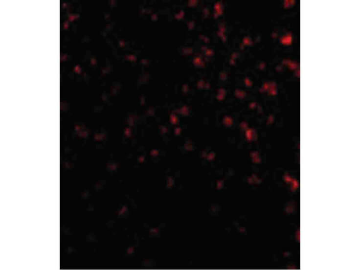 Immunofluorescence of TIM-4 Antibody