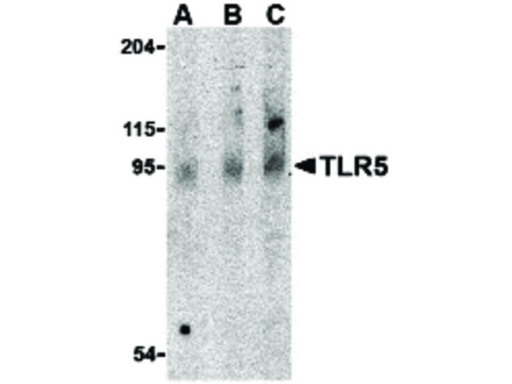 Western Blot of TLR5 Antibody