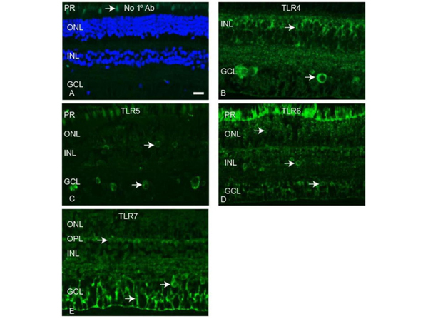 Immunofluorescence using TLR6