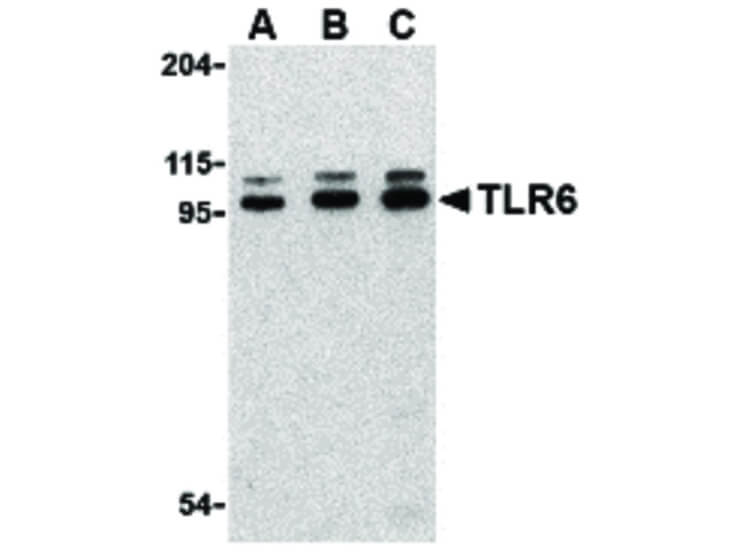 Western Blot of TLR6 Antibody