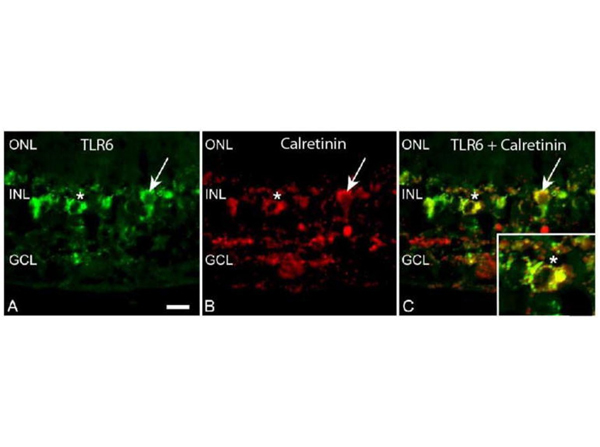 Immunofluorescence using TLR6