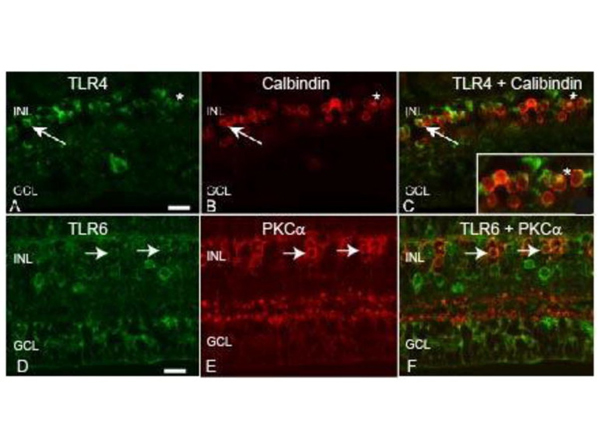 Immunofluorescence using TLR6
