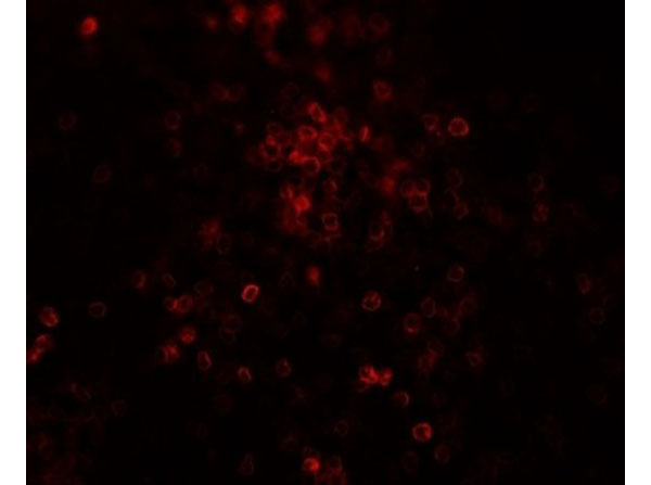 Immunofluorescence of TLX3
