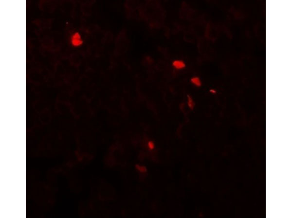 Immunofluorescence of TMEM107