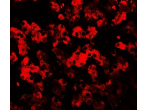 Immunofluorescence of TMEM135
