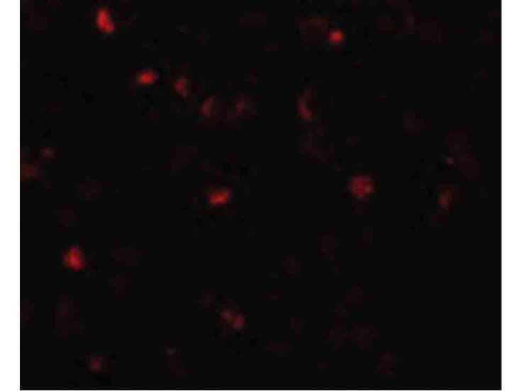 Immunofluorescence of TMEM16B Antibody