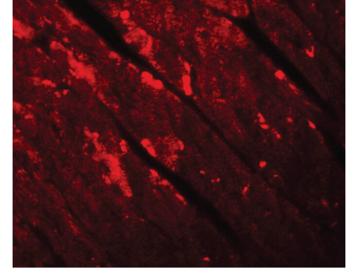 Immunofluorescence of TMEM184C Antibody