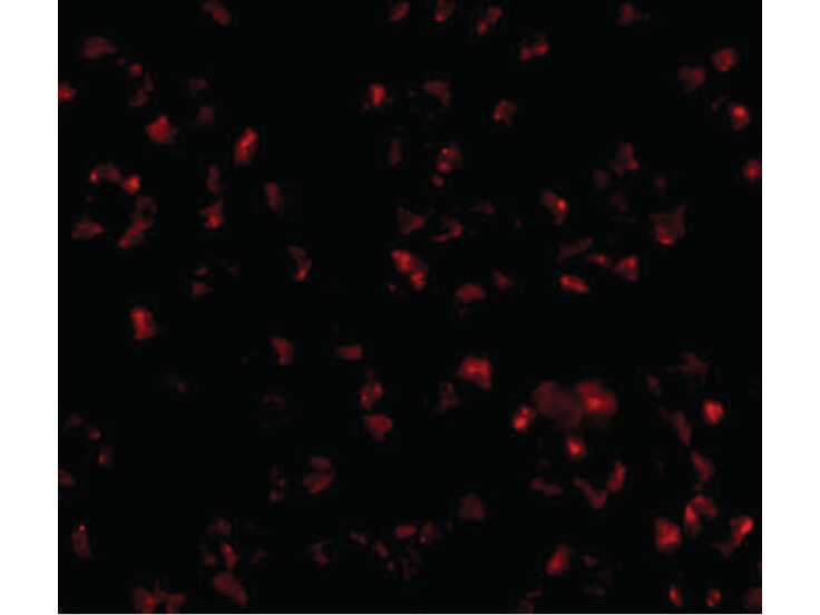 Immunofluorescence of TMEM214 Antibody