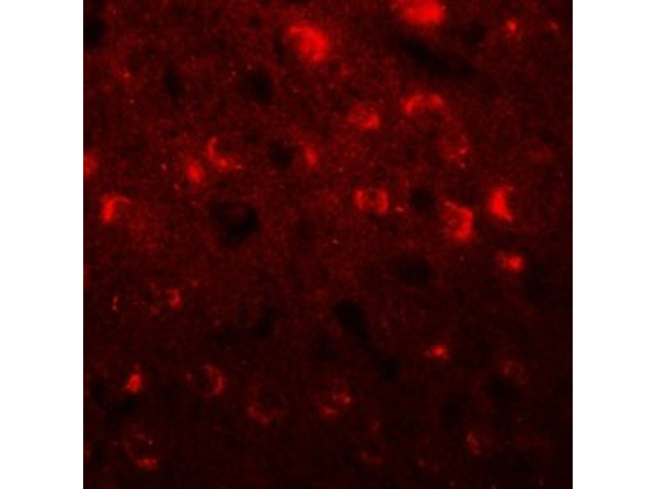 Immunofluorescence of TMEM59L