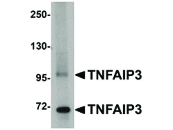 Western Blot of TNFAIP3 Antibody