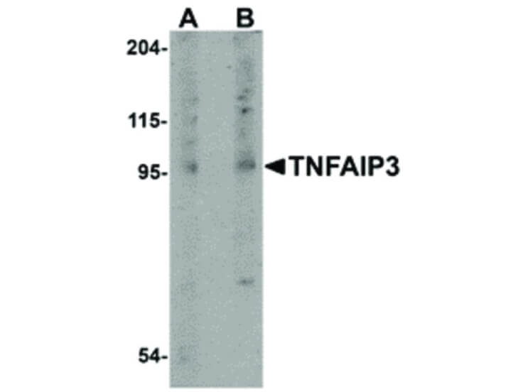 Western Blot of TNFAIP3 Antibody