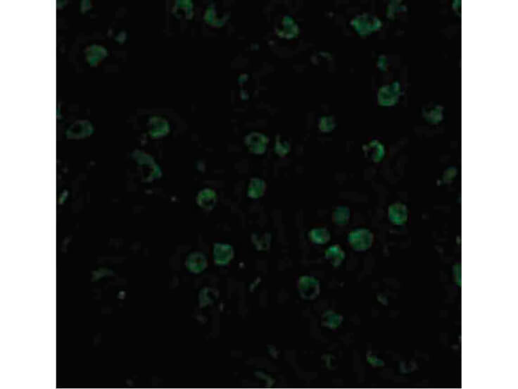 Immunofluorescence of TNFRSF14 Antibody