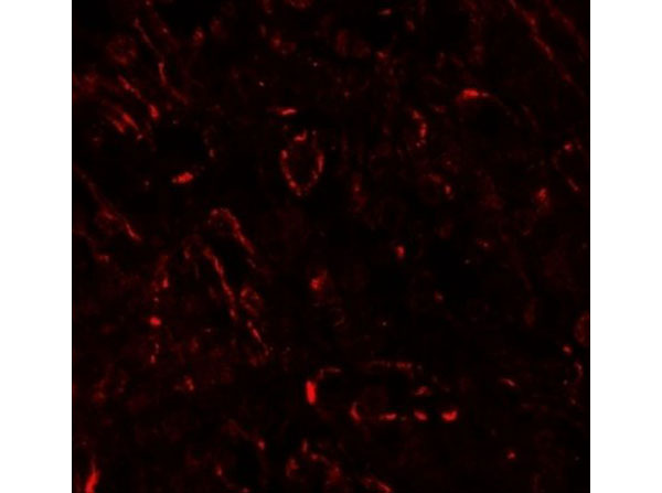 Immunofluorescence of TNFSF4