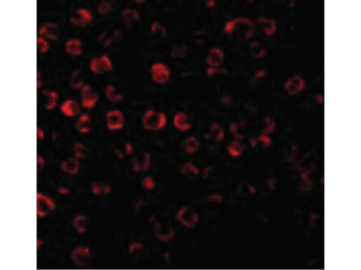Immunofluorescence of TRAF3 Antibody