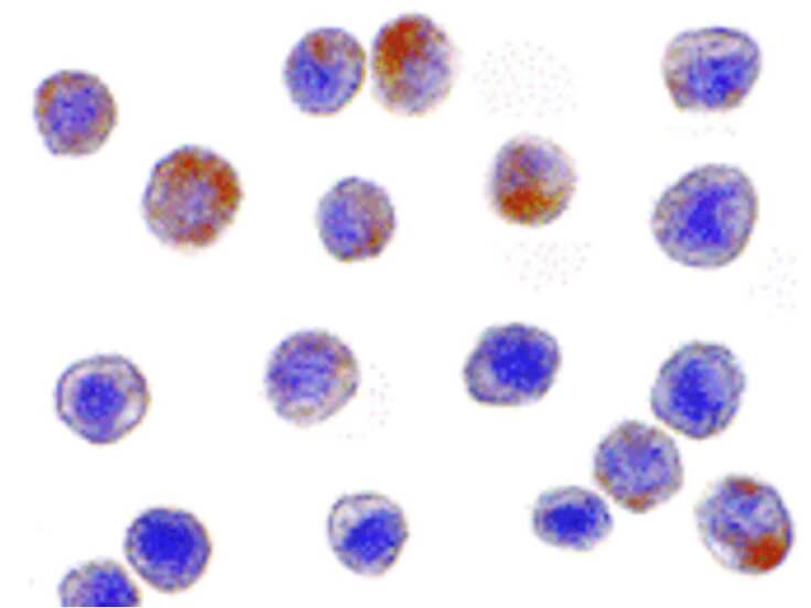 Immunocytochemistry of TRAF3 Antibody