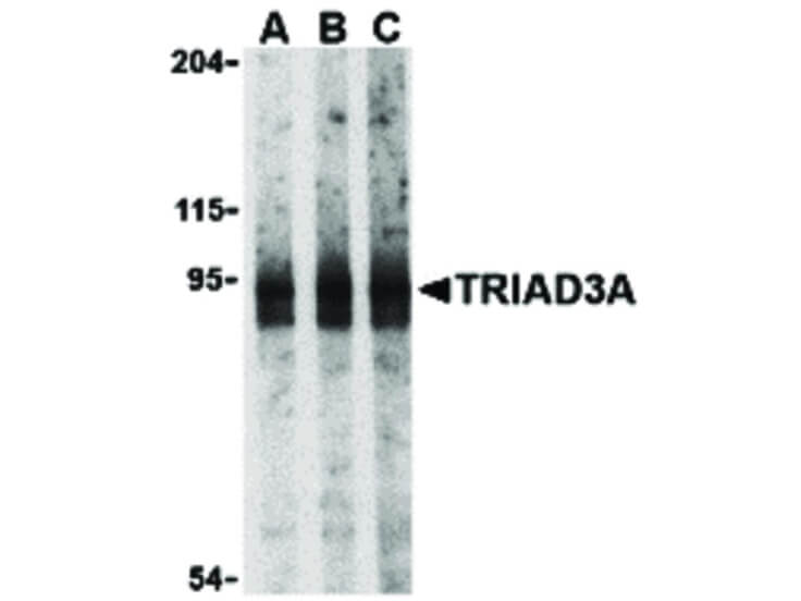 Western Blot of TRIAD3A Antibody