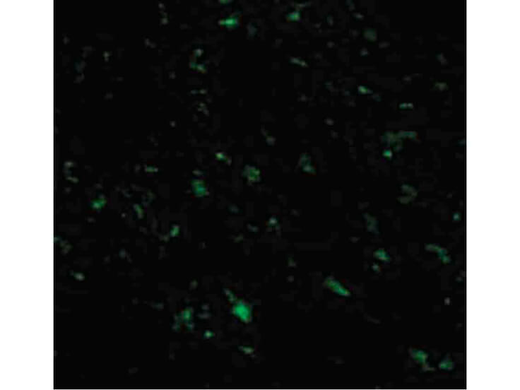 Immunofluorescence of TRIAD3A Antibody