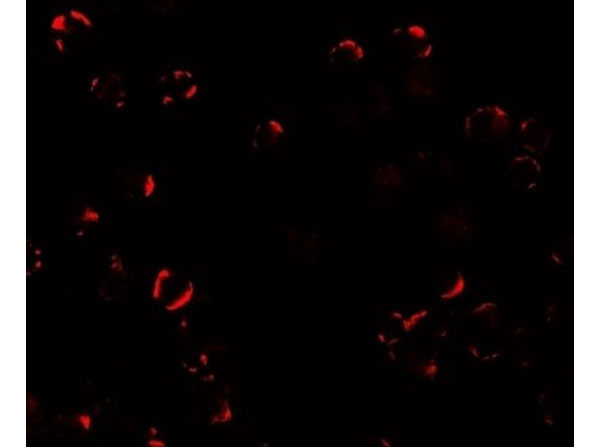 Immunofluorescence of TRIM24
