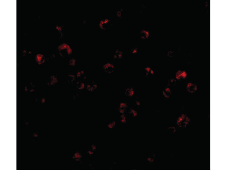 Immunofluorescence of TRIM25 Antibody