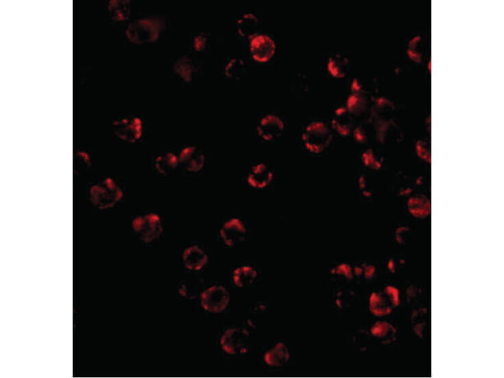 Immunofluorescence of TRIM25 Antibody