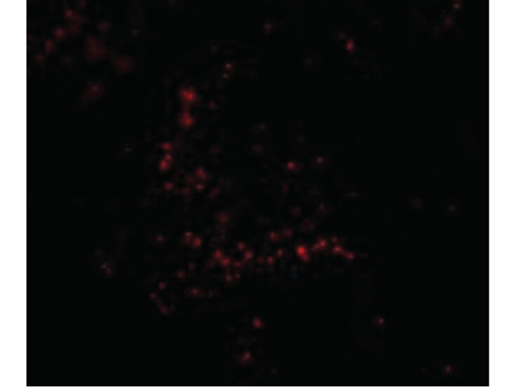 Immunofluorescence of TRIM30 Antibody