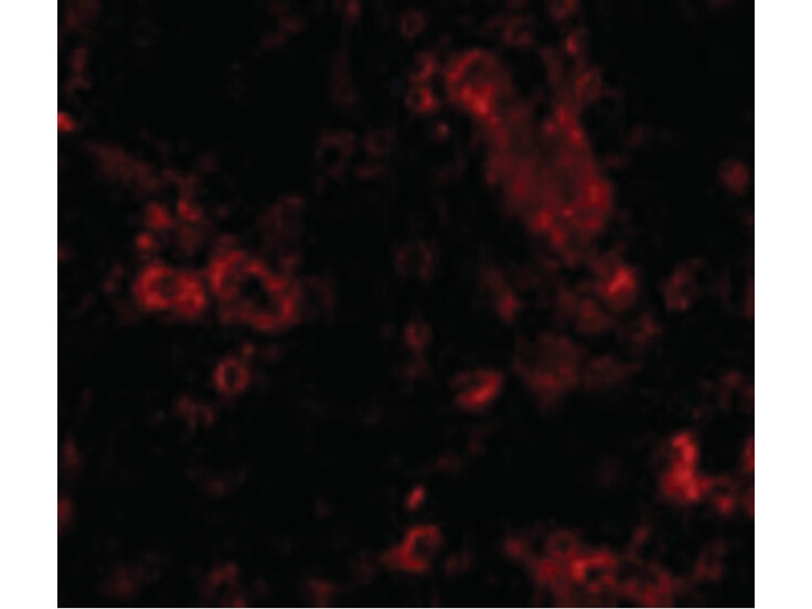Immunofluorescence of TRIM30 Antibody