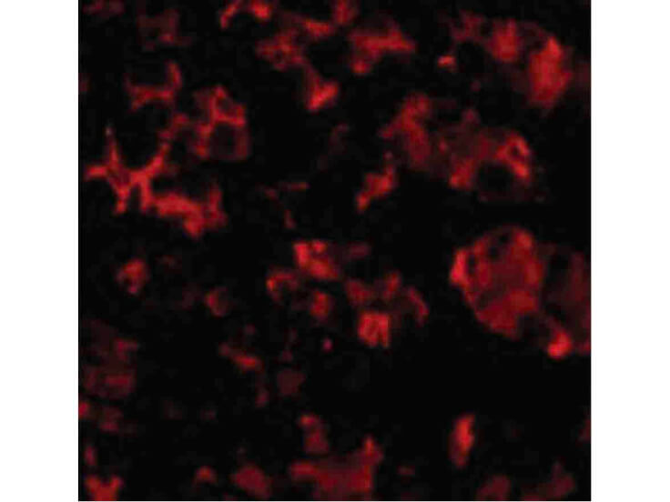 Immunofluorescence of TRIM5 alpha Antibody