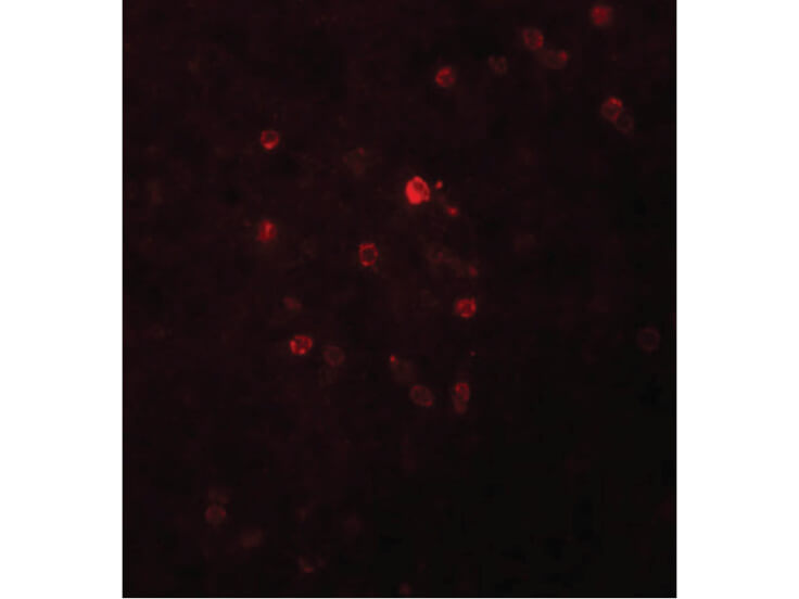 Immunofluorescence of TSPAN9 Antibody