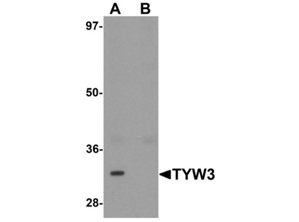 Western blot analysis of TYW3